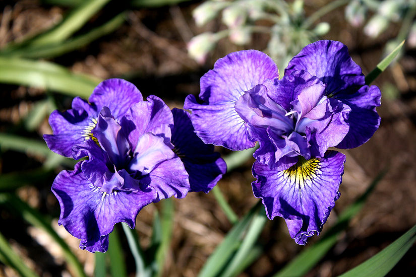 പുഷ്പങ്ങളുടെ സൗന്ദര്യറാണി ‘വയലറ്റ് ഐറിസ്’
