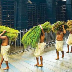 സമൃദ്ധിയുടെ ഉത്സവാന്തരീക്ഷത്തിൽ ഗുരുവായൂർ ക്ഷേത്രത്തിൽ ഇല്ലംനിറ