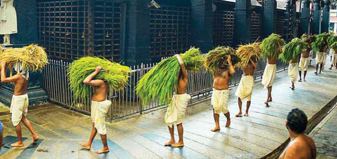 സമൃദ്ധിയുടെ ഉത്സവാന്തരീക്ഷത്തിൽ ഗുരുവായൂർ ക്ഷേത്രത്തിൽ ഇല്ലംനിറ