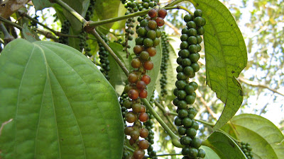 കുരുമുളക്‌വള്ളി വിതരണം