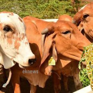 വിജയദശമി ദിനത്തില് പൂജയുടെ ഭാഗമായി വിഗ്രഹങ്ങത്തിൽ ചാര്ത്തിയ 20 പവന്റെ സ്വര്ണ്ണ മാല പശു വിഴുങ്ങി വിജയദശമി ദിനത്തില് പൂജയുടെ ഭാഗമായി വിഗ്രഹങ്ങത്തിൽ ചാര്ത്തിയ 20 പവന്റെ സ്വര്ണ്ണ മാല പശു വിഴുങ്ങി