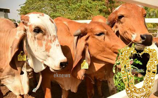 വിജയദശമി ദിനത്തില്‍ പൂജയുടെ ഭാഗമായി വിഗ്രഹങ്ങത്തിൽ ചാര്‍ത്തിയ 20 പവന്റെ സ്വര്‍ണ്ണ മാല  പശു വിഴുങ്ങി