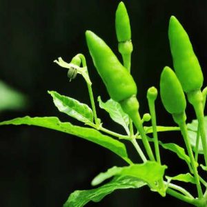 കേരളത്തില്‍ കാന്താരി മുളകിന് വില കുതിക്കുന്നു. കാന്താരിയ്ക്ക് വില കിലോയ്ക്ക് ആയിരം രൂപ