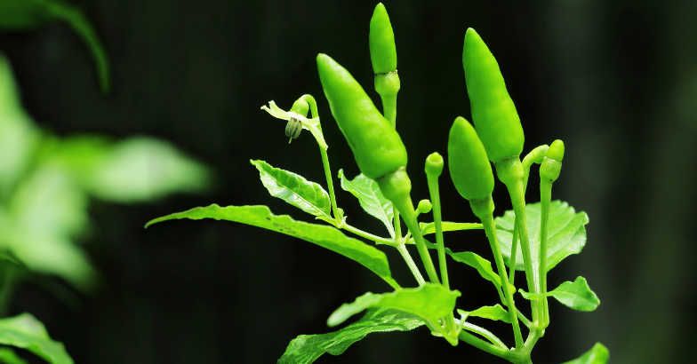 കേരളത്തില്‍ കാന്താരി മുളകിന് വില കുതിക്കുന്നു. കാന്താരിയ്ക്ക് വില കിലോയ്ക്ക് ആയിരം രൂപ