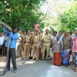 രണ്ടു രാജവെമ്പാലകളെ പിടികൂടി വീണ്ടും വാവ സുരേഷ് രംഗത്തേക്ക്