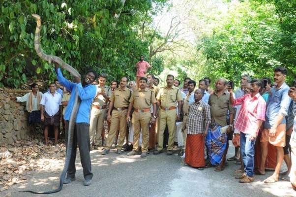 രണ്ടു രാജവെമ്പാലകളെ പിടികൂടി വീണ്ടും വാവ സുരേഷ് രംഗത്തേക്ക്