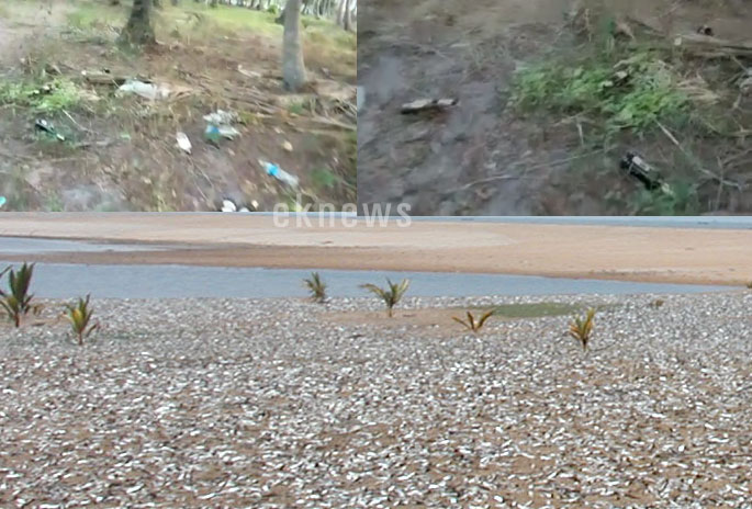 കെട്ടുങ്ങൽ ബീച്ച് പരിസരത്ത്  ലഹരി മാഫിയ വിളയാട്ടം