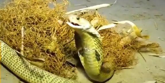 മദ്യപിച്ച പിതാവിനെ ഭയന്ന് രാത്രി തോട്ടത്തിലൊളിച്ചു; നാലു വയസ്സുകാരി പാമ്പുകടിയേറ്റു മരിച്ചു