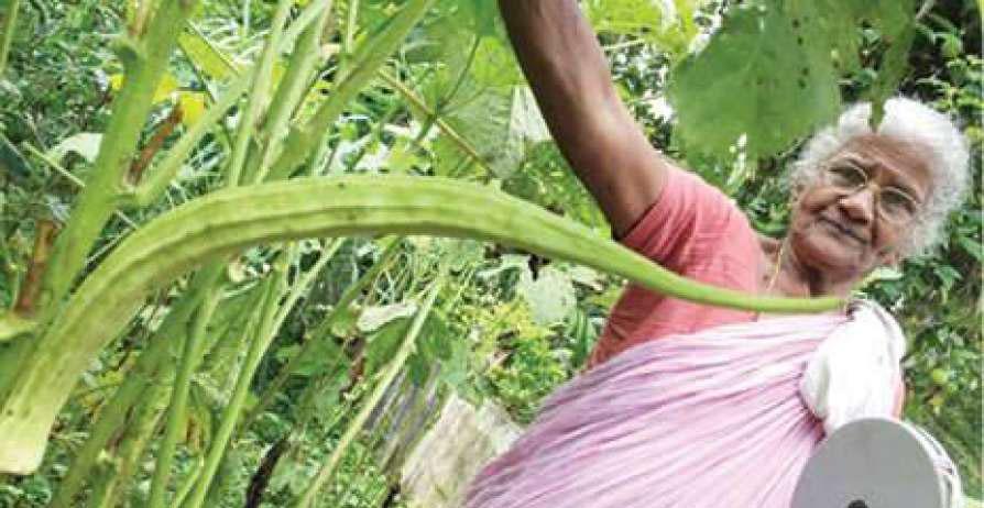 ആനിയമ്മയ്യുടെ നീളം കൂടിയ വെണ്ടയ്ക്കായ്ക്ക് പുരസ്കാരത്തിളക്കം ആനിയമ്മയ്യുടെ നീളം കൂടിയ വെണ്ടയ്ക്കായ്ക്ക് പുരസ്കാരത്തിളക്കം