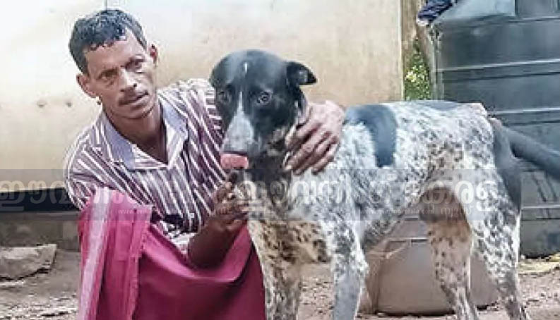 മലപ്പുറത്ത് കാട്ടാനയിൽനിന്ന് കുടുംബത്തെ രക്ഷിച്ച് ജിമ്മിയെന്ന വളർത്തുനായ മലപ്പുറത്ത് കാട്ടാനയിൽനിന്ന് കുടുംബത്തെ രക്ഷിച്ച് ജിമ്മിയെന്ന വളർത്തുനായ