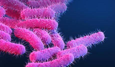 മലപ്പുറത്ത് നാല് കുട്ടികള്‍ക്ക് ഷിഗല്ല സ്ഥിരീകരിച്ചു