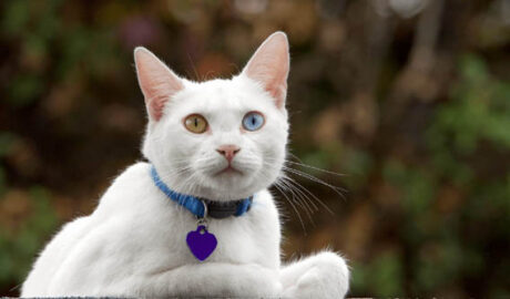 നാലുദിവസമായി മരത്തിൽ കുടുങ്ങിയ പൂച്ചയെ രക്ഷിച്ചു