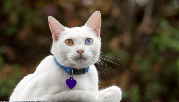 നാലുദിവസമായി മരത്തിൽ കുടുങ്ങിയ പൂച്ചയെ രക്ഷിച്ചു