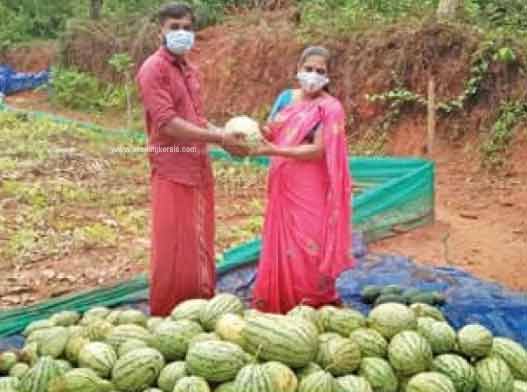 കുന്നിൻമുകളിൽ യുവകർഷകൻ വിളവെടുത്തത് 550 കിലോ തണ്ണിമത്തൻ കുന്നിൻമുകളിൽ യുവകർഷകൻ വിളവെടുത്തത് 550 കിലോ തണ്ണിമത്തൻ