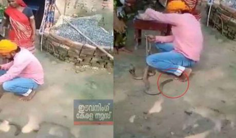 പാമ്പിന് രാഖി കെട്ടാന്‍ ശ്രമിച്ചു; മൂര്‍ഖന്റെ കടിയേറ്റ് യുവാവ് മരിച്ചു ( വീഡിയോ )