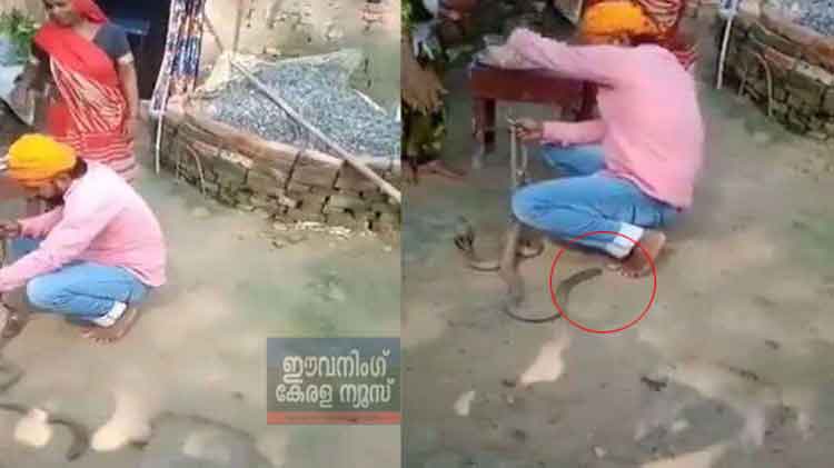 പാമ്പിന് രാഖി കെട്ടാന്‍ ശ്രമിച്ചു; മൂര്‍ഖന്റെ കടിയേറ്റ് യുവാവ് മരിച്ചു ( വീഡിയോ )