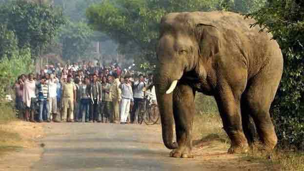 നവരാത്രി പൂജ നടക്കുന്നയിടത്ത് വിളിക്കാതെ വന്നുകയറിയത് കൊലയാളി കൊമ്പനാന; ജനങ്ങളെ വലിച്ചെറിഞ്ഞു വാഹനങ്ങളും വീടുകളും നശിപ്പിച്ചു” വൻ നാശനഷ്‌ടം