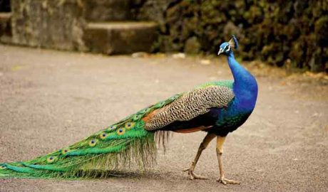 മലപ്പുറത്ത് മയിലിനെ കറിവെച്ച ഒരാള്‍ അറസ്റ്റില്‍; രണ്ടു പേര്‍ ഓടി രക്ഷപ്പെട്ടു