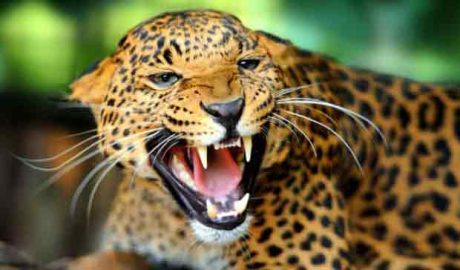 പുലിഭീതി; ആശങ്ക ഒഴിയാതെ കാ​ര​ശ്ശേ​രി വല്ലത്തായ് പാറ നിവാസികൾ