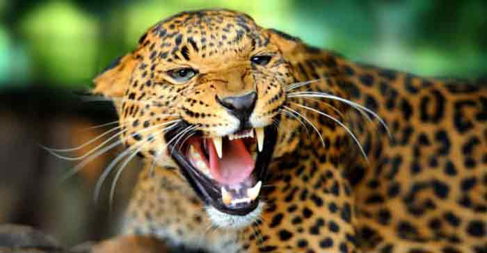 പാലക്കാട് ഉമ്മിനിയിൽ വീണ്ടും പുലിയിറങ്ങി; പരിശോധനയിൽ  കണ്ടത്  നായ്ക്കളുടെ തലയോട്ടിയും,എല്ലിൻ കഷ്ണങ്ങളും