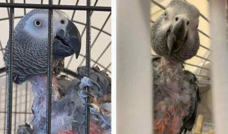 സ്വന്തം തൂവൽ കൊത്തി പറിക്കും; തമാശകൾ പറഞ്ഞിരുന്ന അവൾ ഇപ്പോൾ പറയുന്നത് ഗുഡ്ബൈ മാത്രം; ഉടമ മരിച്ചതോടെ വിഷാദത്തിന്റെ പിടിയിൽ പെട്ട ഒരു തത്തയുടെ കഥ