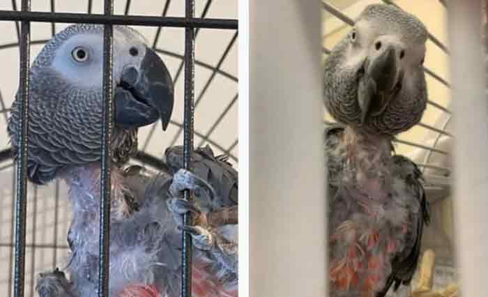 സ്വന്തം തൂവൽ കൊത്തി പറിക്കും; തമാശകൾ പറഞ്ഞിരുന്ന അവൾ ഇപ്പോൾ പറയുന്നത് ഗുഡ്ബൈ മാത്രം; ഉടമ മരിച്ചതോടെ വിഷാദത്തിന്റെ പിടിയിൽ പെട്ട ഒരു തത്തയുടെ കഥ