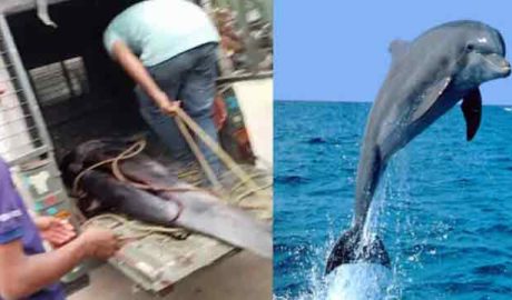 വലയിൽ കുടുങ്ങിയ ഡോൾഫിനെ മുറിച്ച് വിൽക്കാൻ ശ്രമം; രണ്ട് പേർ പിടിയിൽ