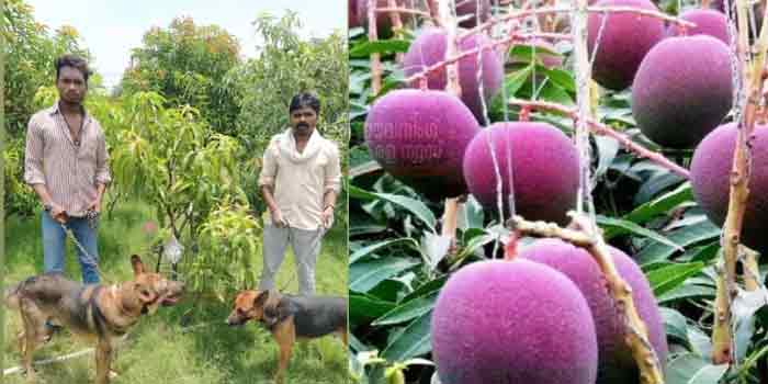 മാങ്ങയ്ക്ക് വില ലക്ഷങ്ങൾ..! തൈകൾക്ക് നാല് സുരക്ഷാ ഭടന്മാരെയും ആറ് നായ്ക്കളെയും കാവൽ നിർത്തി ദമ്പതികൾ മാങ്ങയ്ക്ക് വില ലക്ഷങ്ങൾ..! തൈകൾക്ക് നാല് സുരക്ഷാ ഭടന്മാരെയും ആറ് നായ്ക്കളെയും കാവൽ നിർത്തി ദമ്പതികൾ