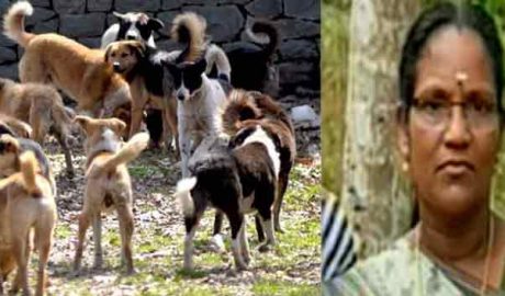 പേ വിഷബാധക്കുള്ള  വാക്സീൻ എടുത്തിട്ടും കോഴിക്കോട് തെരുവ് നായയുടെ കടിയേറ്റ വീട്ടമ്മ മരിച്ചു