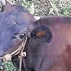 തിരികെ കൊടുക്കുമോ മാളുവിനെ…: ഒന്നര വർഷം മുൻപ് വിറ്റ പശുവിനെ വീണ്ടെടുക്കാനായി അലഞ്ഞ് യുവാവ് തിരികെ കൊടുക്കുമോ മാളുവിനെ…: ഒന്നര വർഷം മുൻപ് വിറ്റ പശുവിനെ വീണ്ടെടുക്കാനായി അലഞ്ഞ് യുവാവ്