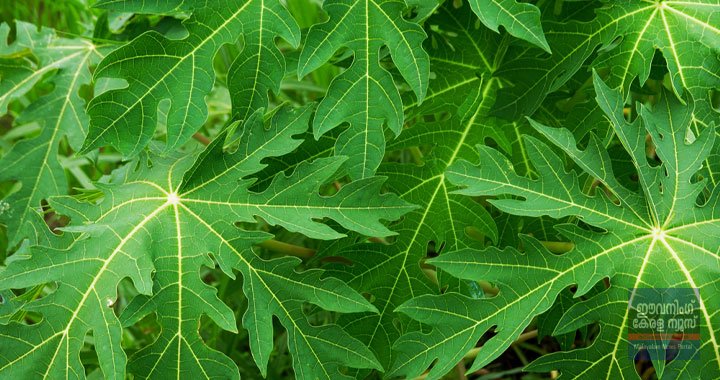 മലബന്ധം അകറ്റാൻ പപ്പായ ഇല മലബന്ധം അകറ്റാൻ പപ്പായ ഇല
