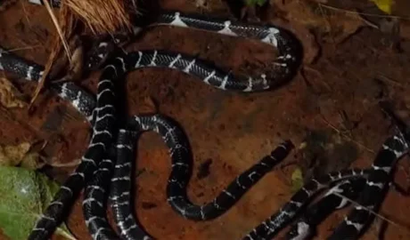 കുട്ടികളുടെ കിടക്കയിലും ടോയ്‌ലറ്റിലും അഞ്ച് വിഷപാമ്പുകൾ; കോഴിക്കോട് കുറ്റ്യാടിയിൽ പിഞ്ചുകുട്ടികൾ രക്ഷപ്പെട്ടത് തലനാരിഴയ്ക്ക്; നടുക്കം മാറാതെ വീട്ടുകാർ