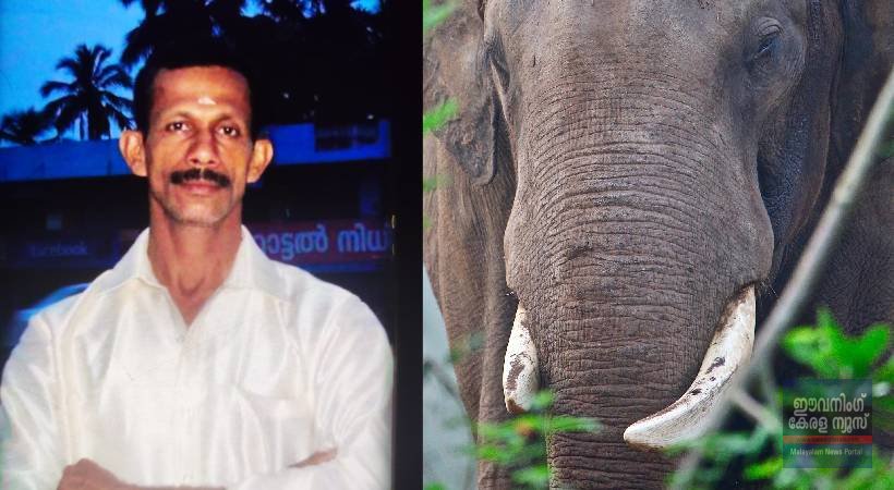 വീണ്ടും കാട്ടാനക്കലി; തൃശൂരിൽ വയോധികനെ ചവിട്ടിക്കൊന്നു വീണ്ടും കാട്ടാനക്കലി; തൃശൂരിൽ വയോധികനെ ചവിട്ടിക്കൊന്നു