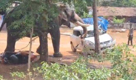 അങ്കമാലിയില്‍ ആന ഇടഞ്ഞു; ഒരാളെ ചവിട്ടിക്കൊന്നു