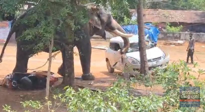 അങ്കമാലിയില്‍ ആന ഇടഞ്ഞു; ഒരാളെ ചവിട്ടിക്കൊന്നു