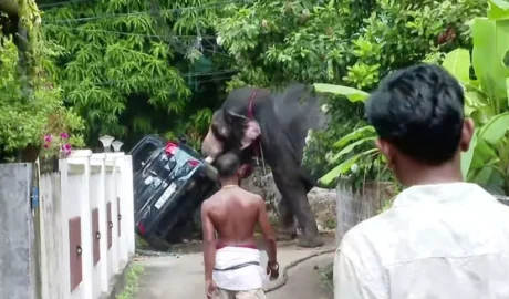 ജനവാസമേഖലയിൽ പരിഭ്രാന്തി സൃഷ്ടിച്ച കൊമ്പനെ തളച്ചു; പട്ടിയെ കണ്ട് ഭയപ്പെട്ടെന്ന് പാപ്പാൻ , ഇടയാൻ കാരണം പാപ്പന്റെ മർദ്ദനമാണെന്ന് നാട്ടുകാർ