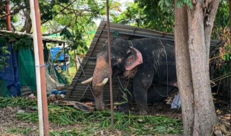 നാട്ടാനകളോട് കാട്ടാളത്തം വേണ്ട; ആനകളോട് കരുതലും ആദരവും വേണമെന്ന് സുപ്രീംകോടതി