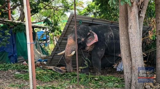 നാട്ടാനകളോട് കാട്ടാളത്തം വേണ്ട; ആനകളോട് കരുതലും ആദരവും വേണമെന്ന് സുപ്രീംകോടതി