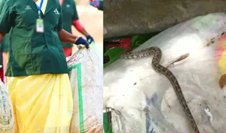 ഹരിതകർമസേനയോട് ഈ ക്രൂരതയോ? പ്ലാസ്റ്റിക് മാലിന്യത്തിനൊപ്പം പാമ്പിനെ ചാക്കിൽക്കെട്ടി നൽകി! തലനാരിഴയ്ക്ക് രക്ഷപ്പെടൽ,സംഭവം കൊയിലാണ്ടിയിൽ