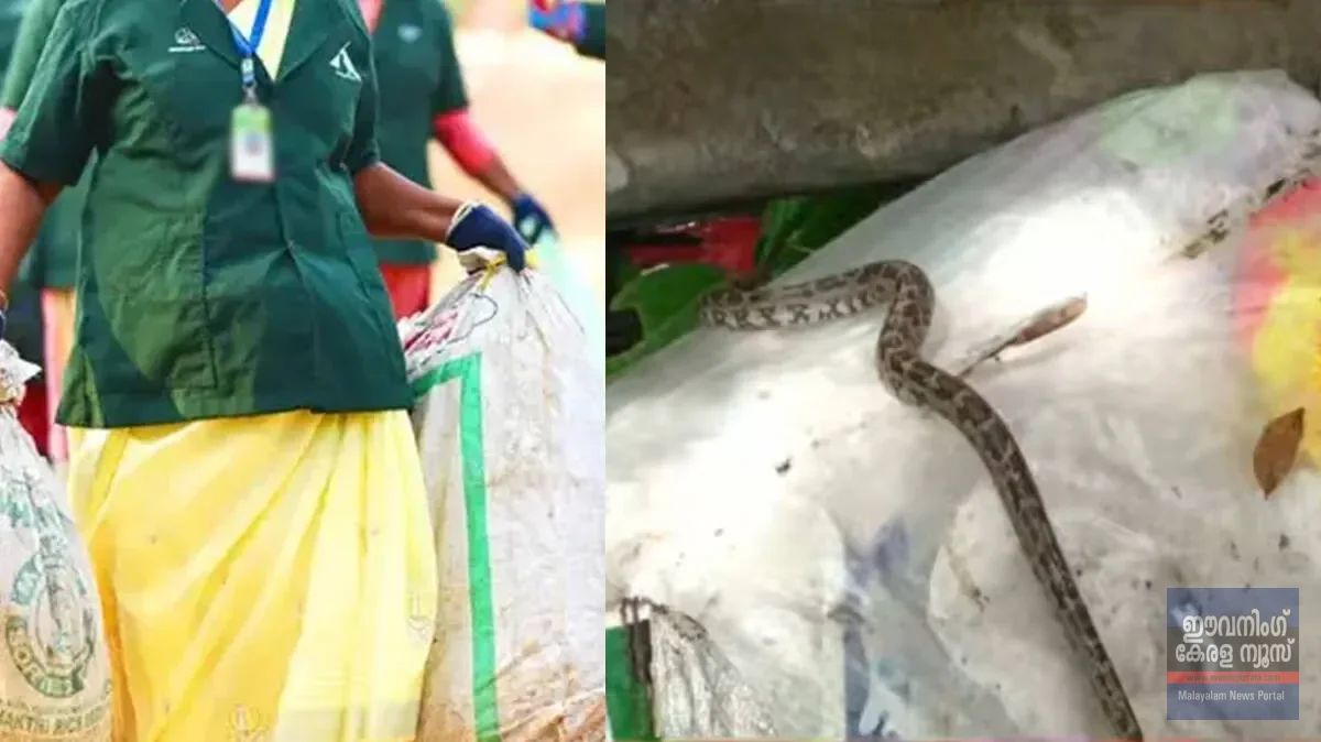 ഹരിതകർമസേനയോട് ഈ ക്രൂരതയോ? പ്ലാസ്റ്റിക് മാലിന്യത്തിനൊപ്പം പാമ്പിനെ ചാക്കിൽക്കെട്ടി നൽകി! തലനാരിഴയ്ക്ക് രക്ഷപ്പെടൽ,സംഭവം കൊയിലാണ്ടിയിൽ ഹരിതകർമസേനയോട് ഈ ക്രൂരതയോ? പ്ലാസ്റ്റിക് മാലിന്യത്തിനൊപ്പം പാമ്പിനെ ചാക്കിൽക്കെട്ടി നൽകി! തലനാരിഴയ്ക്ക് രക്ഷപ്പെടൽ,സംഭവം കൊയിലാണ്ടിയിൽ